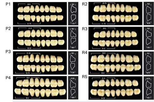  Monarch Superior 3 rétegű akrilát műfog ALSÓ RÁGÓ